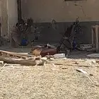 طاؤوس للبيع