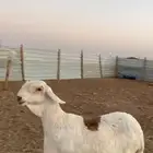 سواكنيه بيضاء طيبه راس وملب ولون توه مقرعه سنه تامه