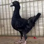 هومر كو الموند واسود