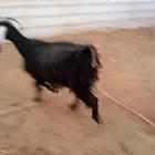 معزا