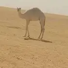 حشو قعدان العدد 2 فاخره شحم وشعره وجباره عمرها 8شهور