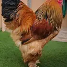 جوز براهما بوف فاخر وكولمبي