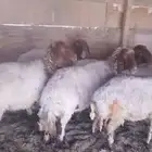 غنم نعيم مقاني طيبه العدد 16 اشباب