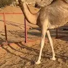 للبيع بكره شقحاء مفروده