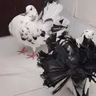 ماشالله تبارك الله للبيع زوجين حمام وفرده