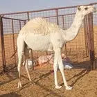 للبيع قعود على الشامخ بعير بن علي