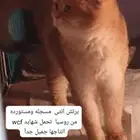 قطط سكوتس. وبرتش مستورده