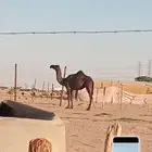 بكرة مجهم الموقع نجران