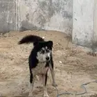 كلب هاسكي العمر 3 سنين الحد250