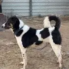 للبيع كلب بلدي شرس ينفع حق حراسه