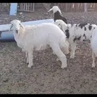 ذبائح خرفان وتيوس