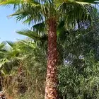 نخل للبيع نخل واشنطني