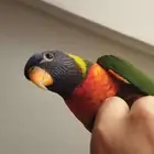 ببغاء لوري رينبو