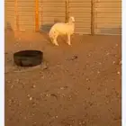 العيينه شارع العام