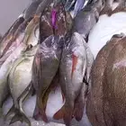 جميع انواع الاسماك صيداليوم طازه