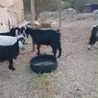 معزا العدد 7 السعر من 350