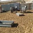 معزاء 2 تامات