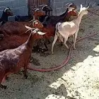 معزاء دفيع قرايب