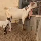 عنز هولندية شيخة تحتها اثنين فحول