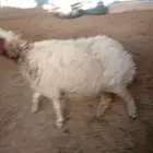 الدرعيه الشارع العام