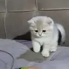 قطط برتش بيور للبيع