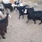 معزا عوارض من 350