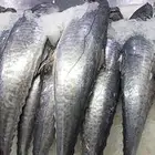 اسماك اليوم طازه باالصلاة على النبى