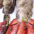 اسماك طازه صلاتى على الحبيب