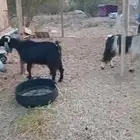 معزا عوارض من 350