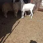 ثنيه اولاد الديره