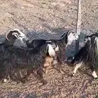 معزا للبيع من 360