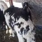 خروف للبيع عمره 7 شهور  تيس فحل فار عمره رباع