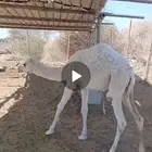 حاشي على الحليب