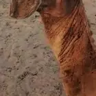 بعير احمر مزيون