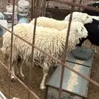 نعجة سمين قافلة شحم والله يعلم مافي الأرحام