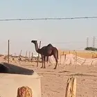 بكرة داخلة حقة