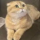 للبيع قطط سكوتش فولد وستريت