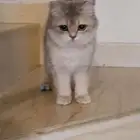 قطط سكوتش وبرتش بيور للبيع
