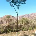 اشجار متنوعه
