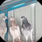 حمام باكستاني