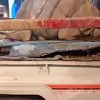 قعود فل الفل للبيع موقع نجران