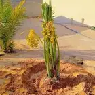 اسلام عليكم ورحمه الله وبركاته يتوفر لدينا نخل