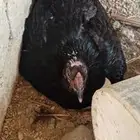 للبيع دجاج