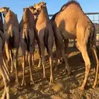 قعدان للبيع مغلقة موقع نجران   زوجات ومبادي