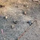 مصيدة شبكه صيد الطيور