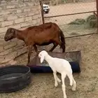 ضان مقاني