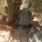 قلع وغرس وتوريد جميع انواع النخيل الى جميع مناطق المملكه
