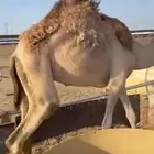 بكرة مسحوبة من امها للبيع   موقع نجران