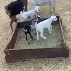 معزا مقاني
