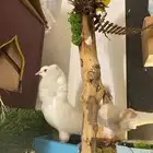 Ornamental pigeons